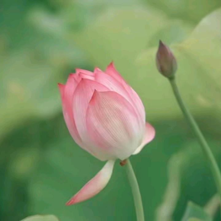 军子