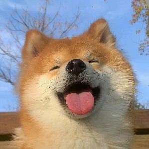 宠物宝藏屋