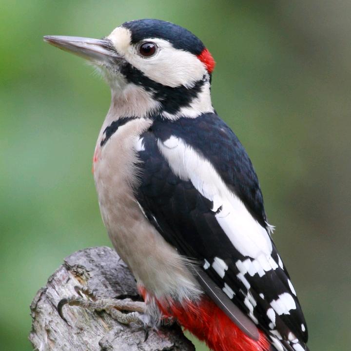 長江边上，风行者。