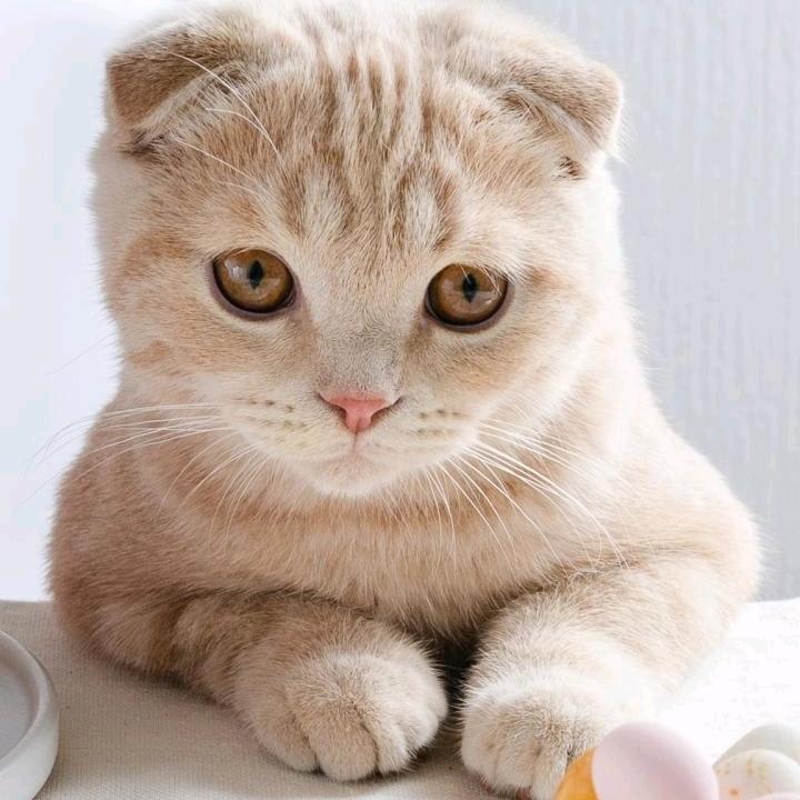 小夜猫