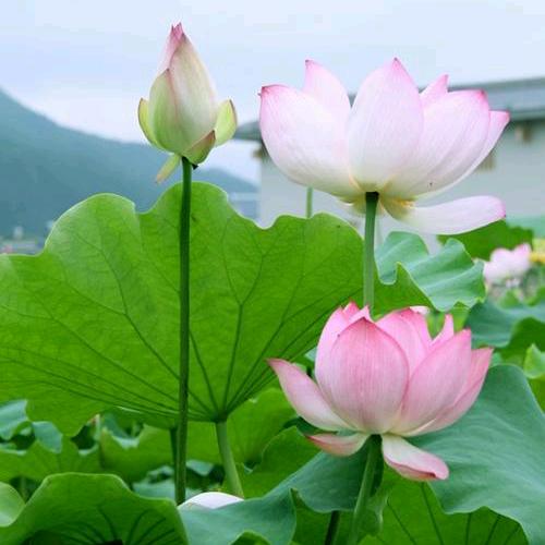 小鱼儿