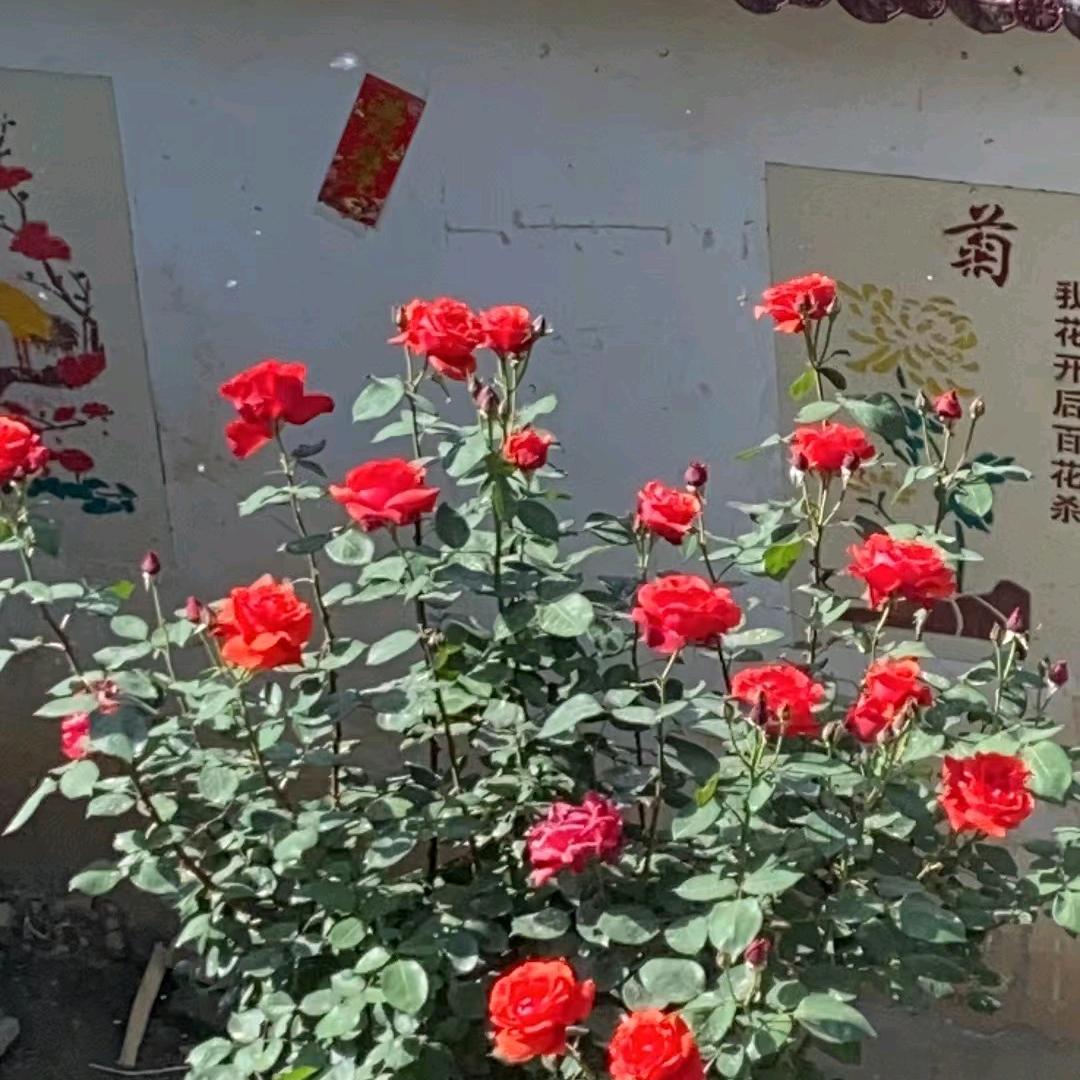 平凡人家