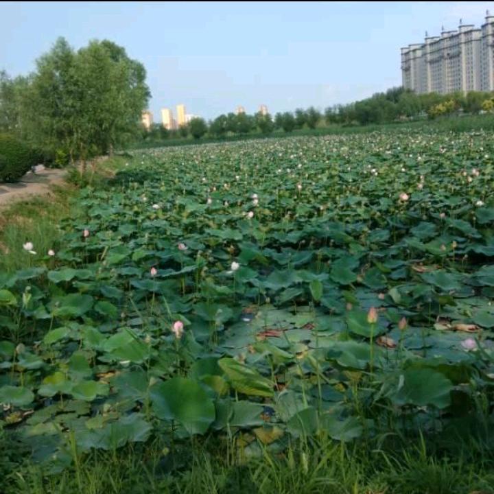 龙江阿强