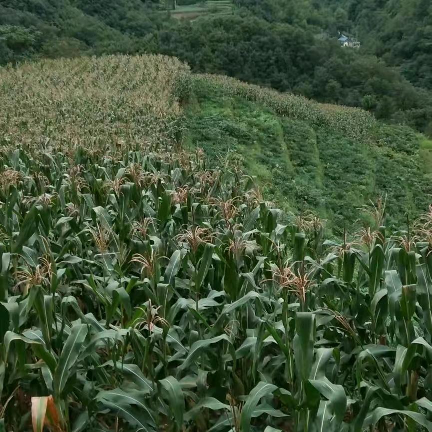 平谈人生