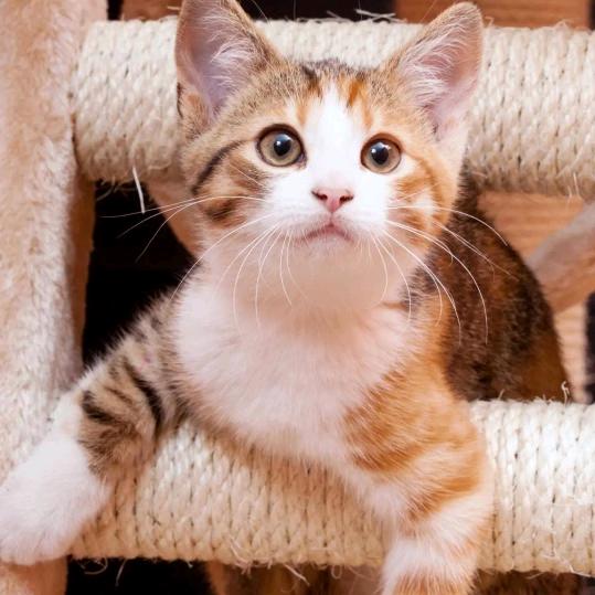 安徽翔宇板板面