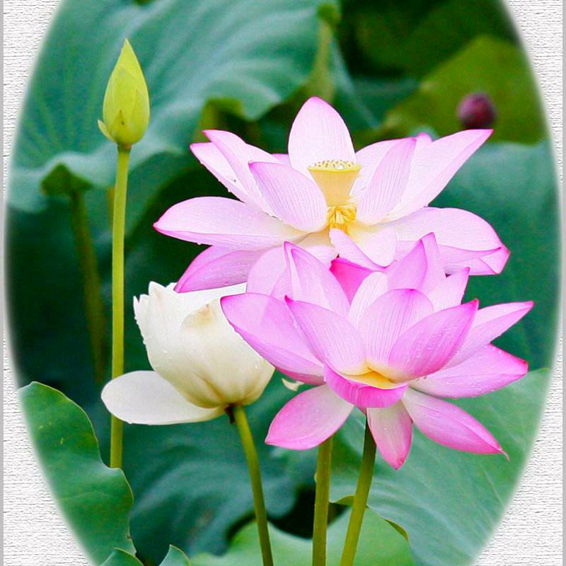 荷花1983