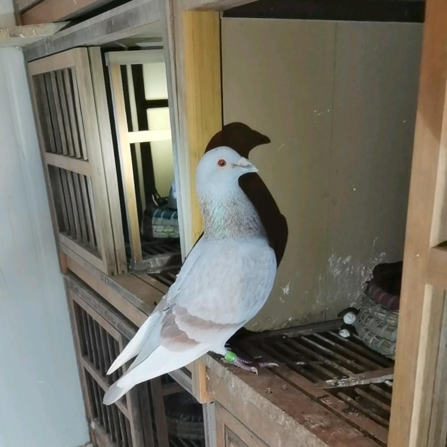 QQ