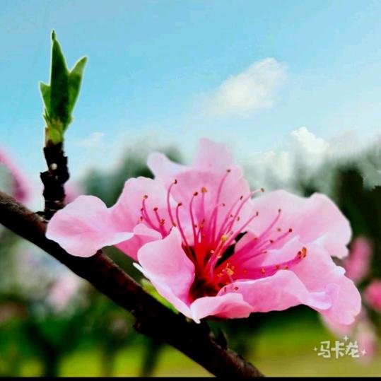 @文华lsh