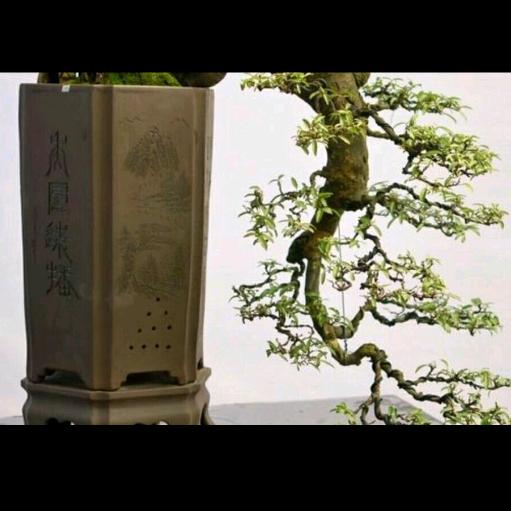 含雨盆景花卉苗木