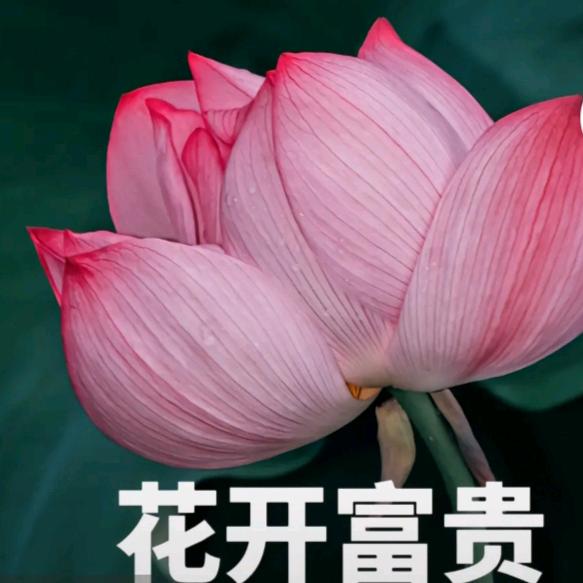 糖疙瘩
