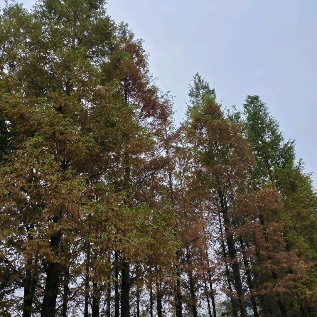 带两个娃的婆婆