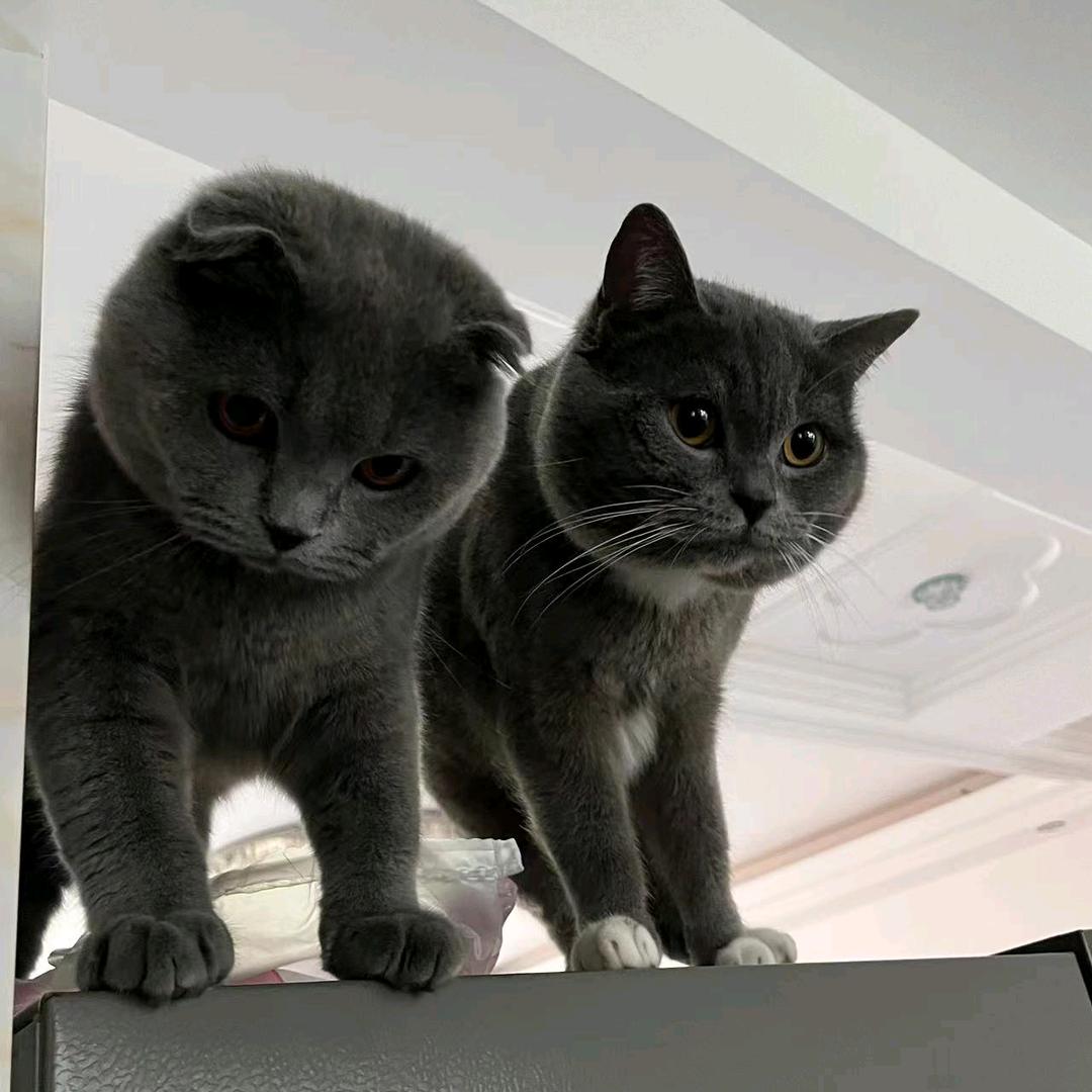 坨坨是只猫
