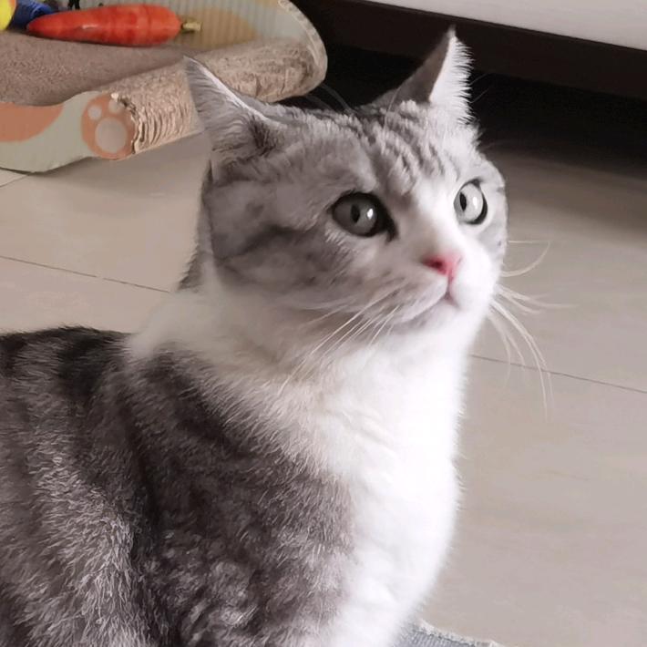 燕子头像