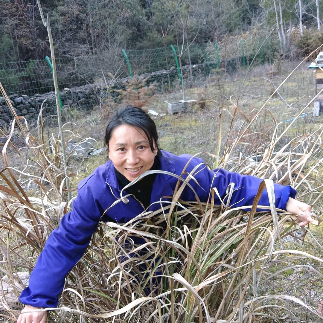 养蜂人阿珍姐碧龙