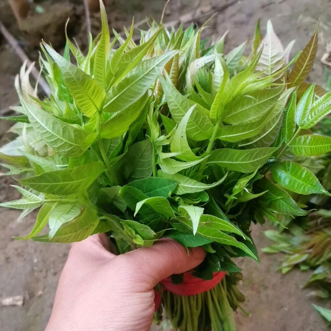香椿芽
