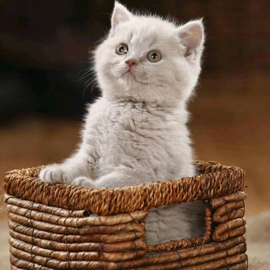 ꦿ᭄小ꦿ໌້۵笨ꦿ鸟᭄࿐🇨🇳