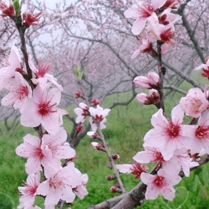 李晴晴
