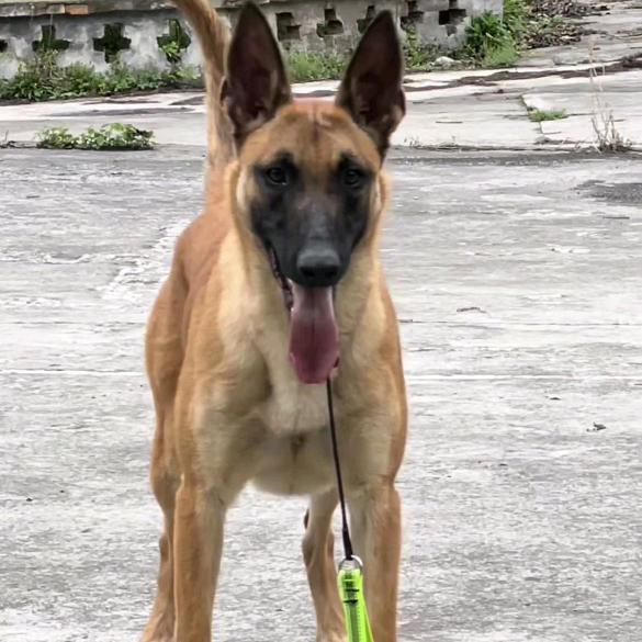 木昜杨（小号）