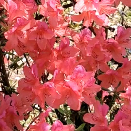 春季樱花