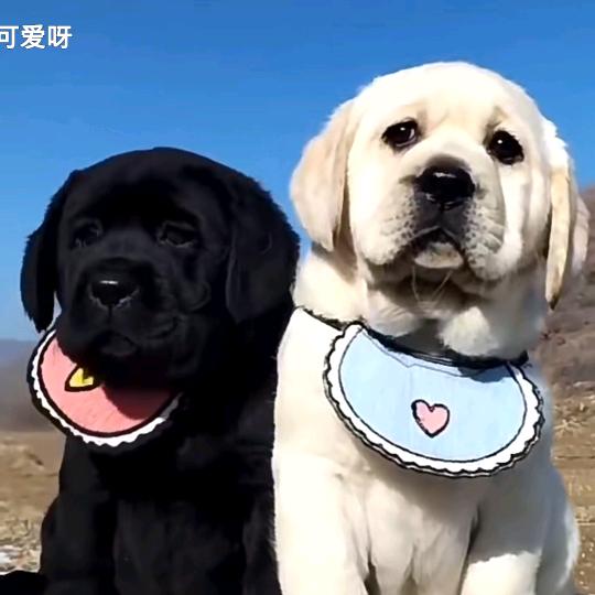 广悦萌宠