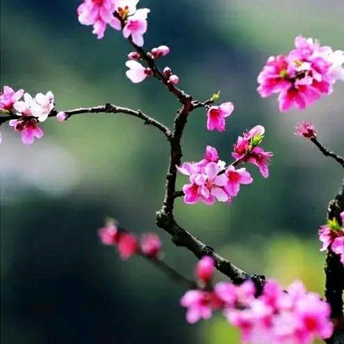 心如海（原创诗词）