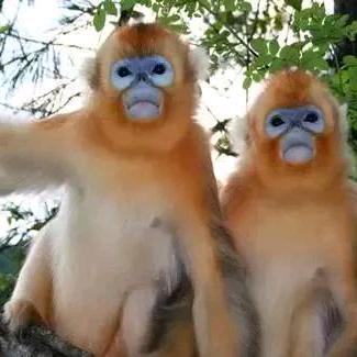 静哥哥   🐒