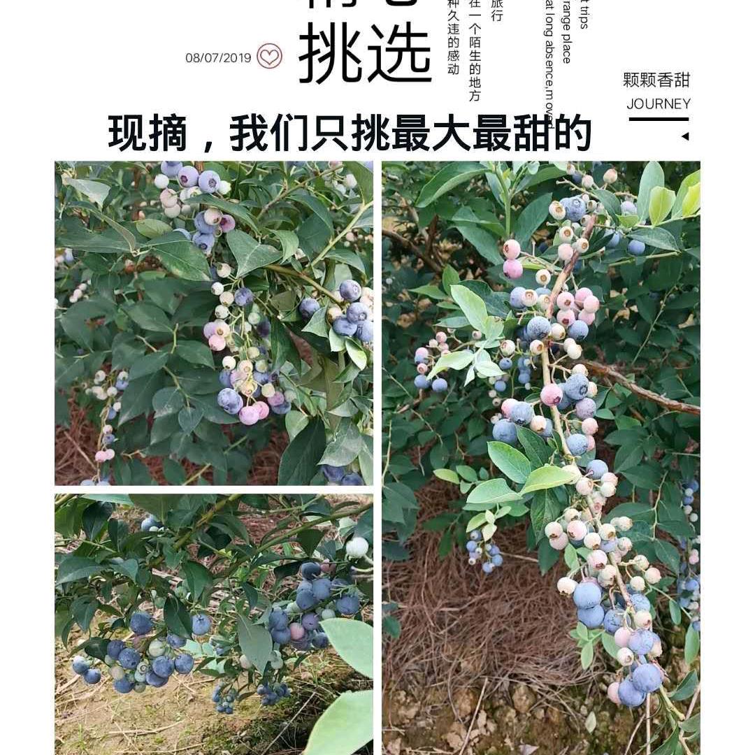 茶姐（茶叶～蓝莓）