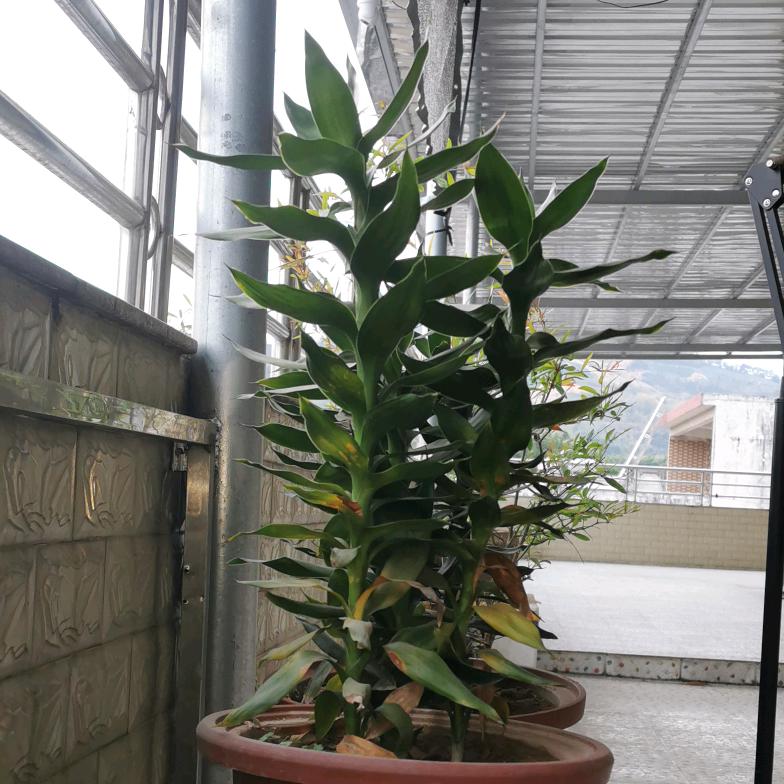 坪上村喜事多多