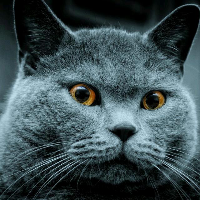 蓝猫、