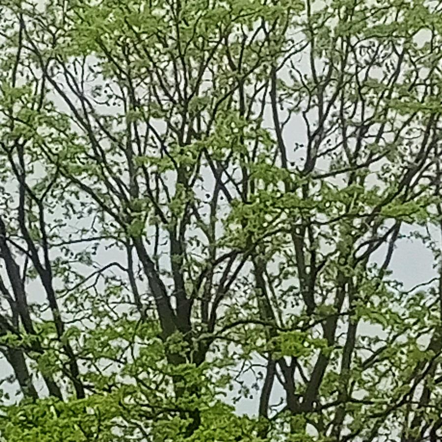 竹林听雨