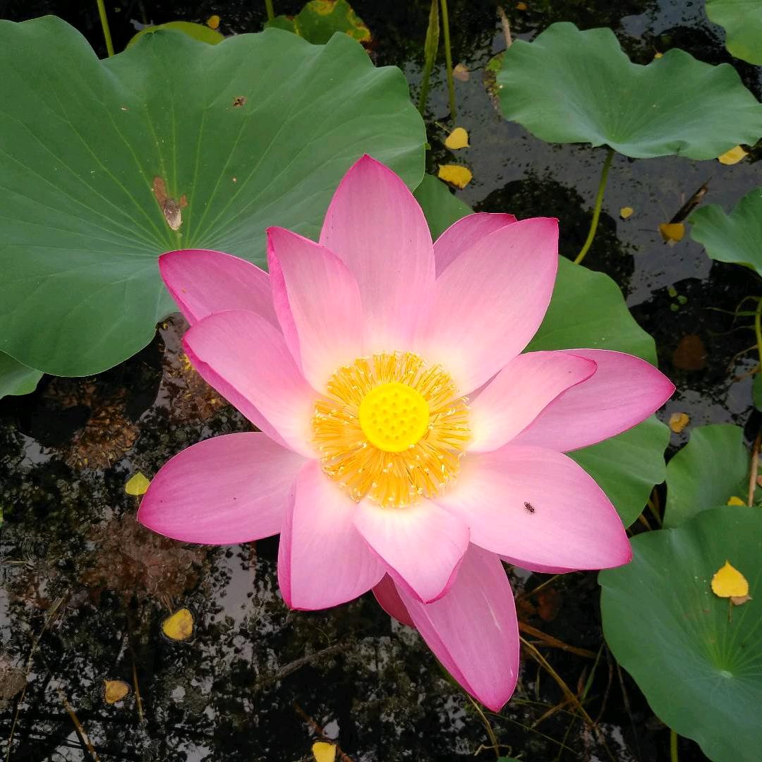 河东小胖✔