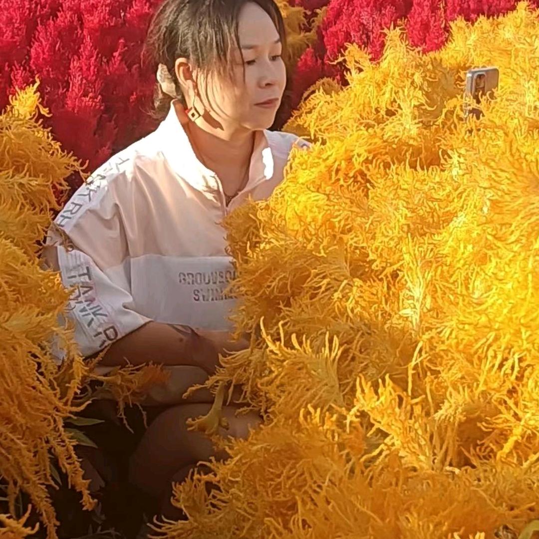 牡丹