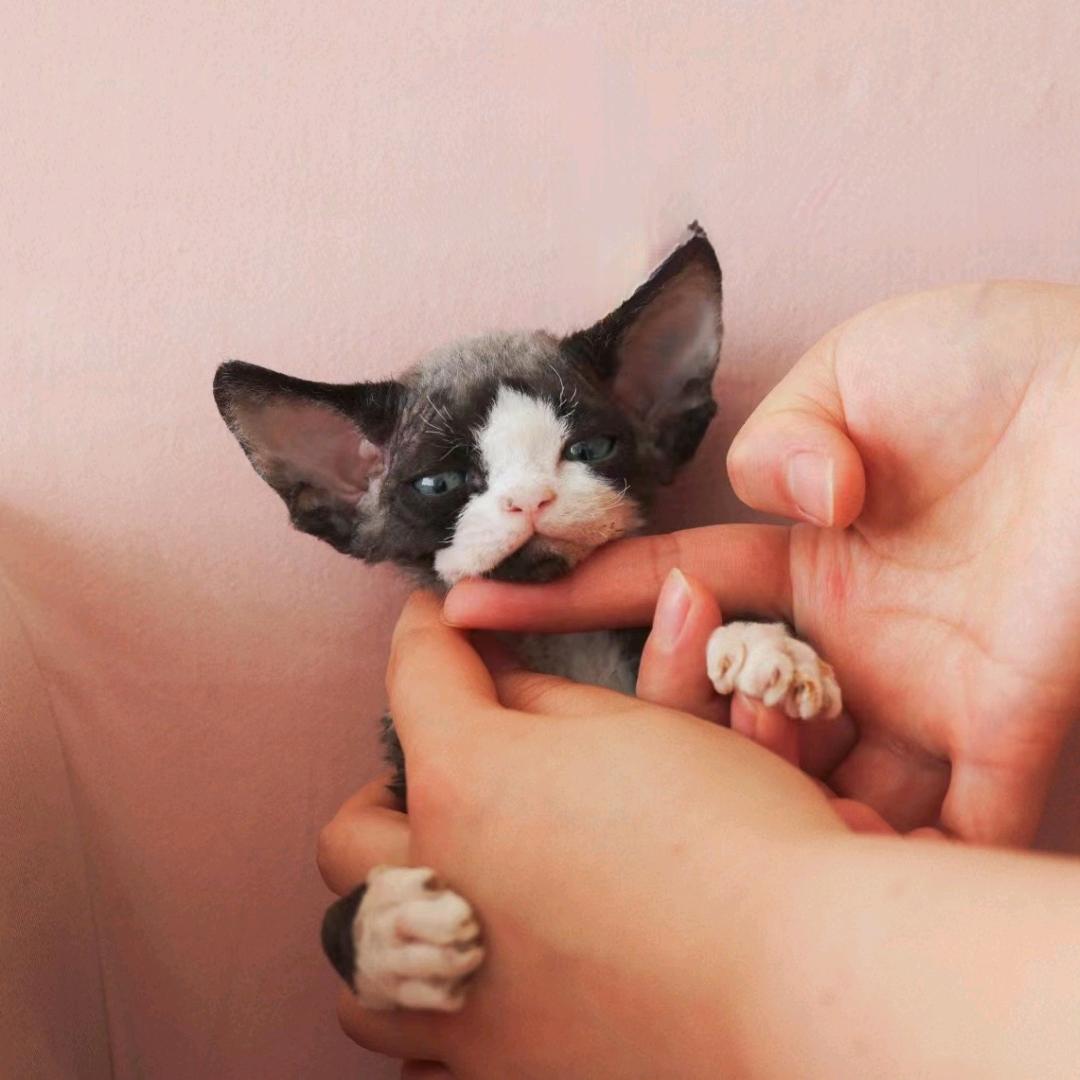 吨吨是只猫