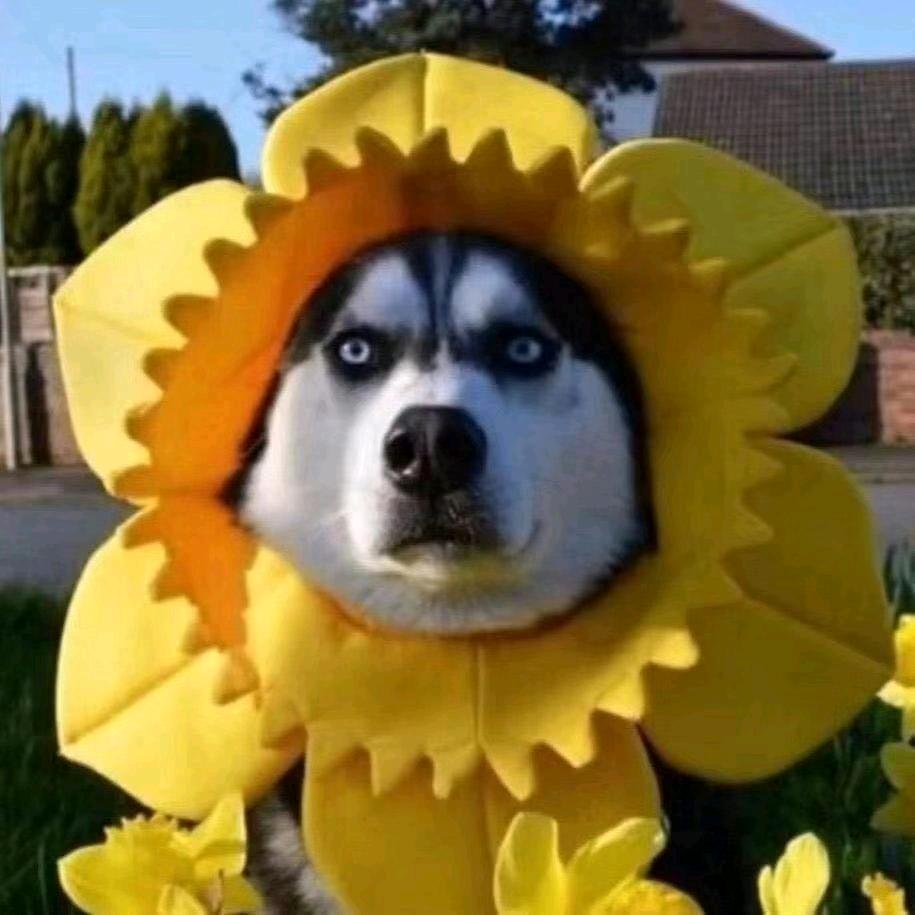 普灿烂 🌻