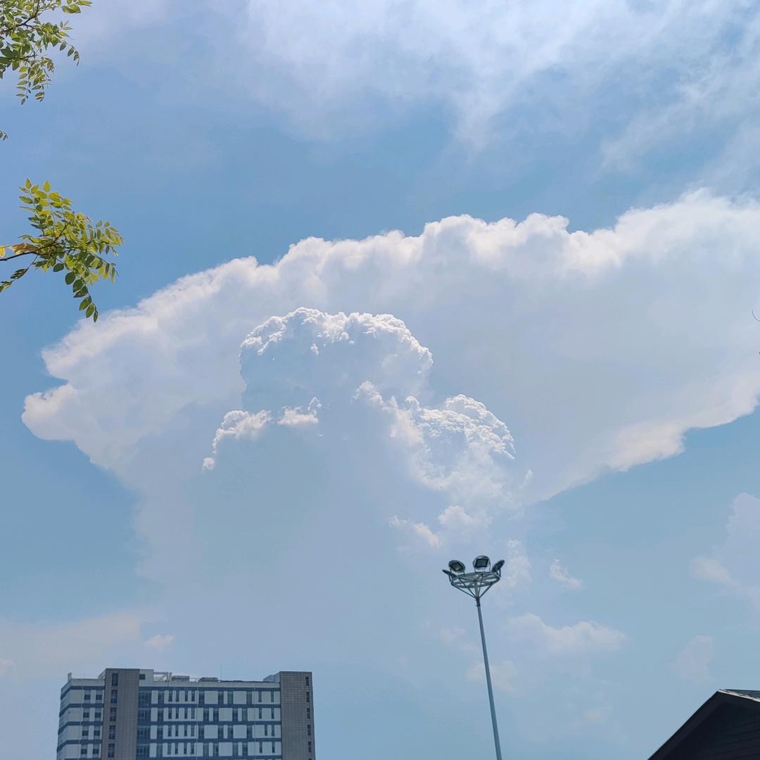 青禾