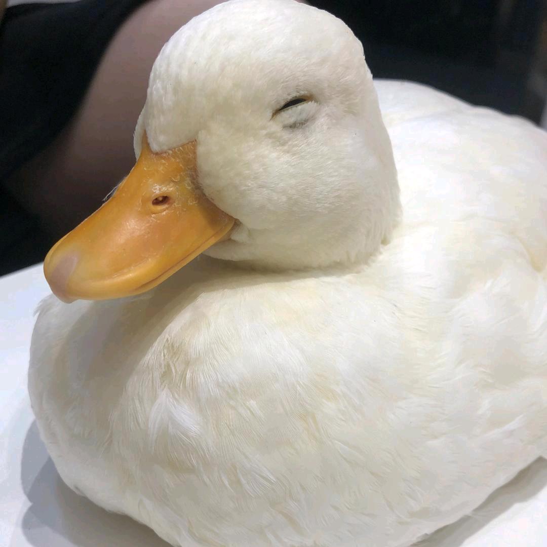 hia