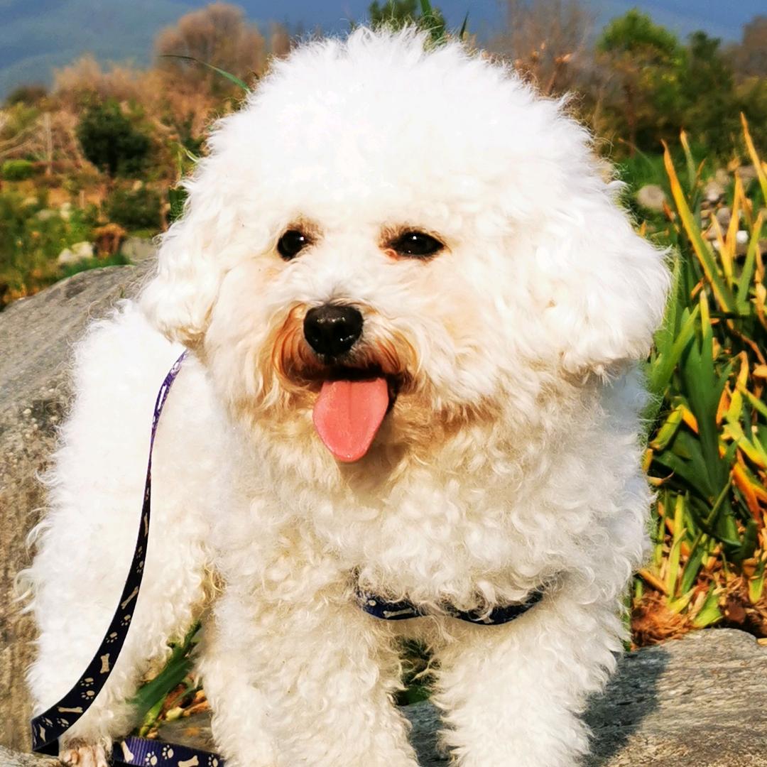 喜上眉梢凤梨香