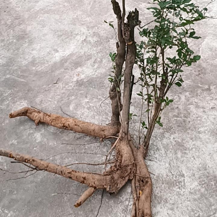 清浅