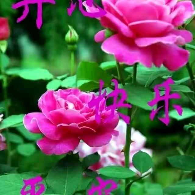 木子顺