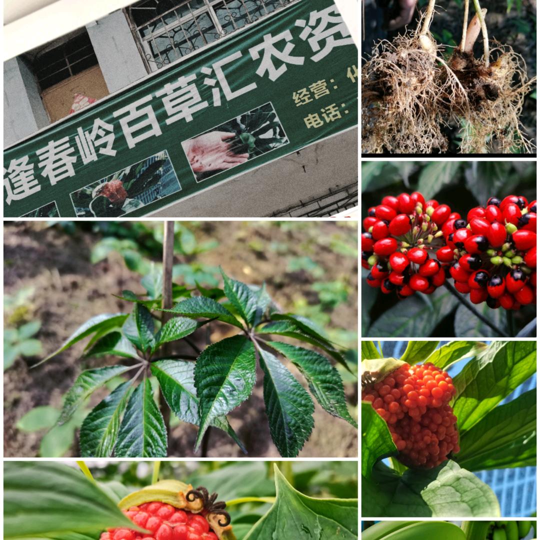 百草农业