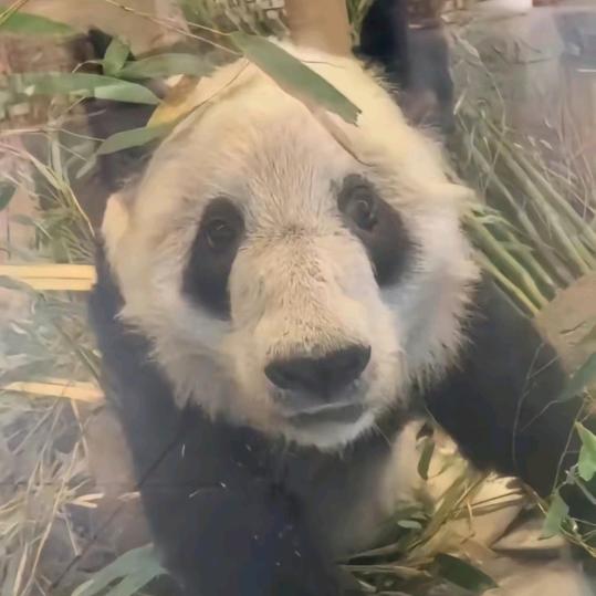 大肥是只恶霸不是猪🐷
