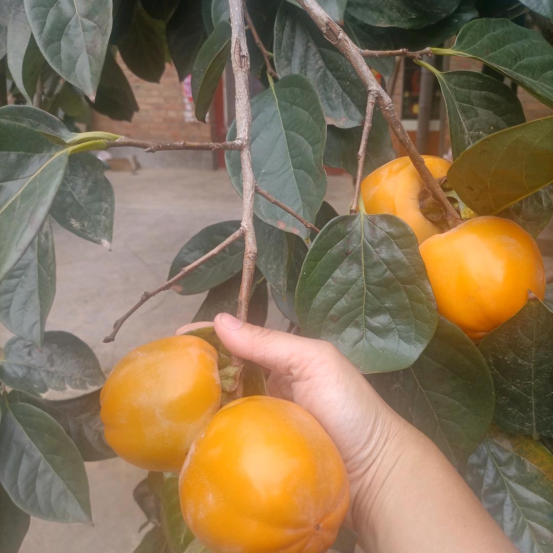 @এ᭄懂ོꦿృ༊