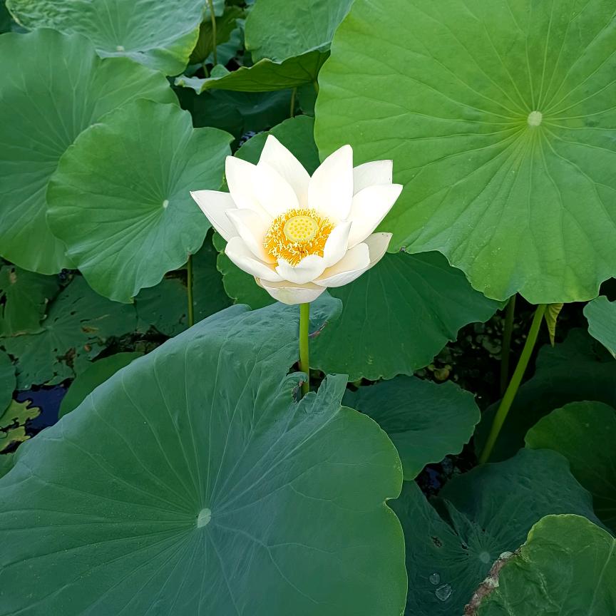 杨姥姥