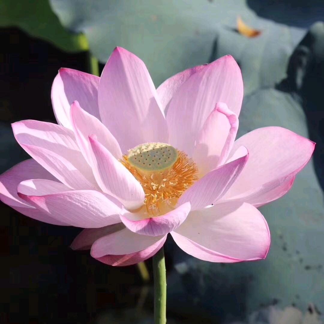 人生如茶🍵🌹