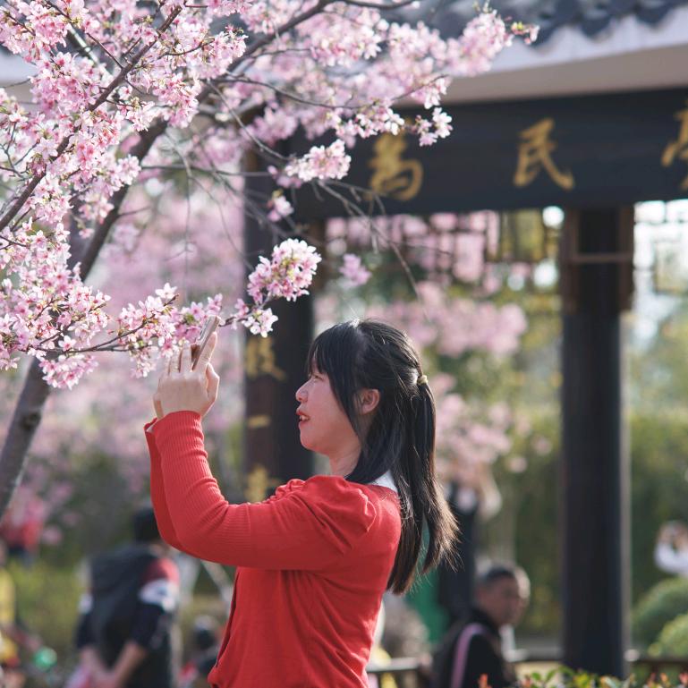 芹菜