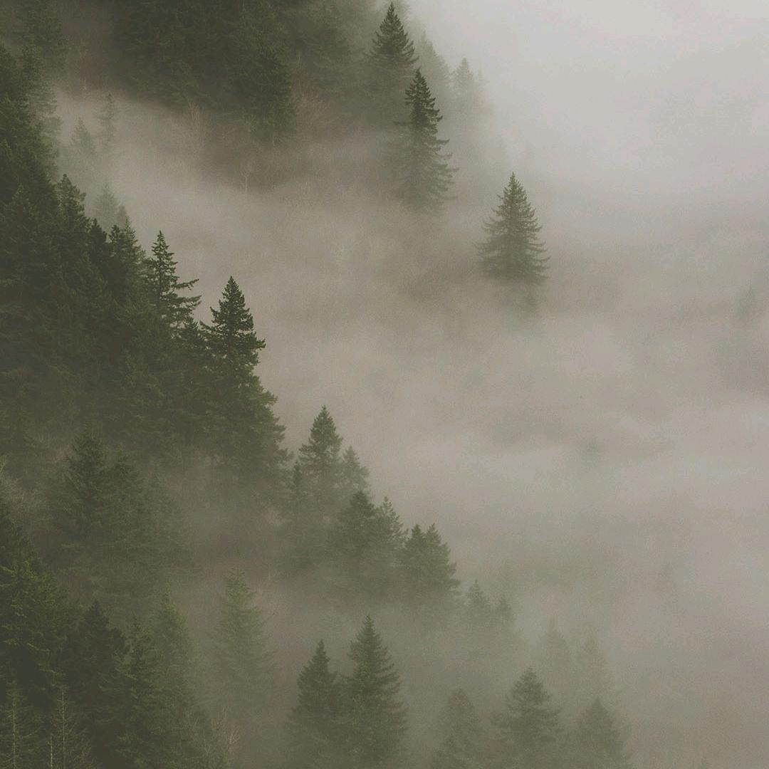 扑朔迷离