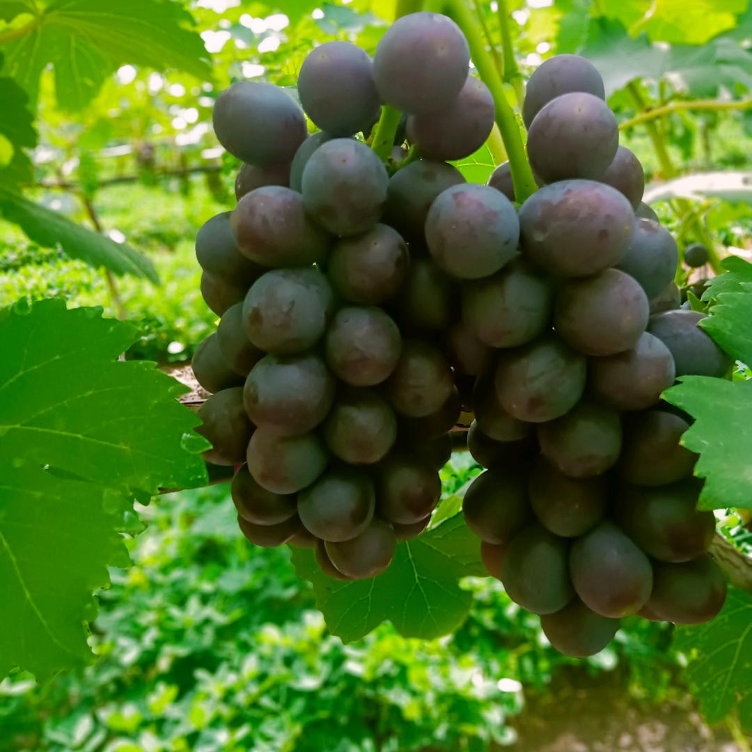 利辛县兴丽家庭农场