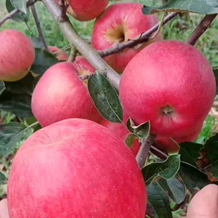 🤩一杯敬相逢🤩孤影断刀🤩