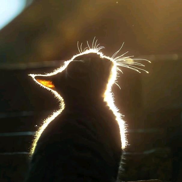 猫儿Wen