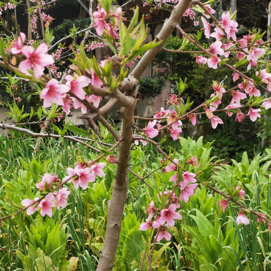 思飞（请勿连赞）
